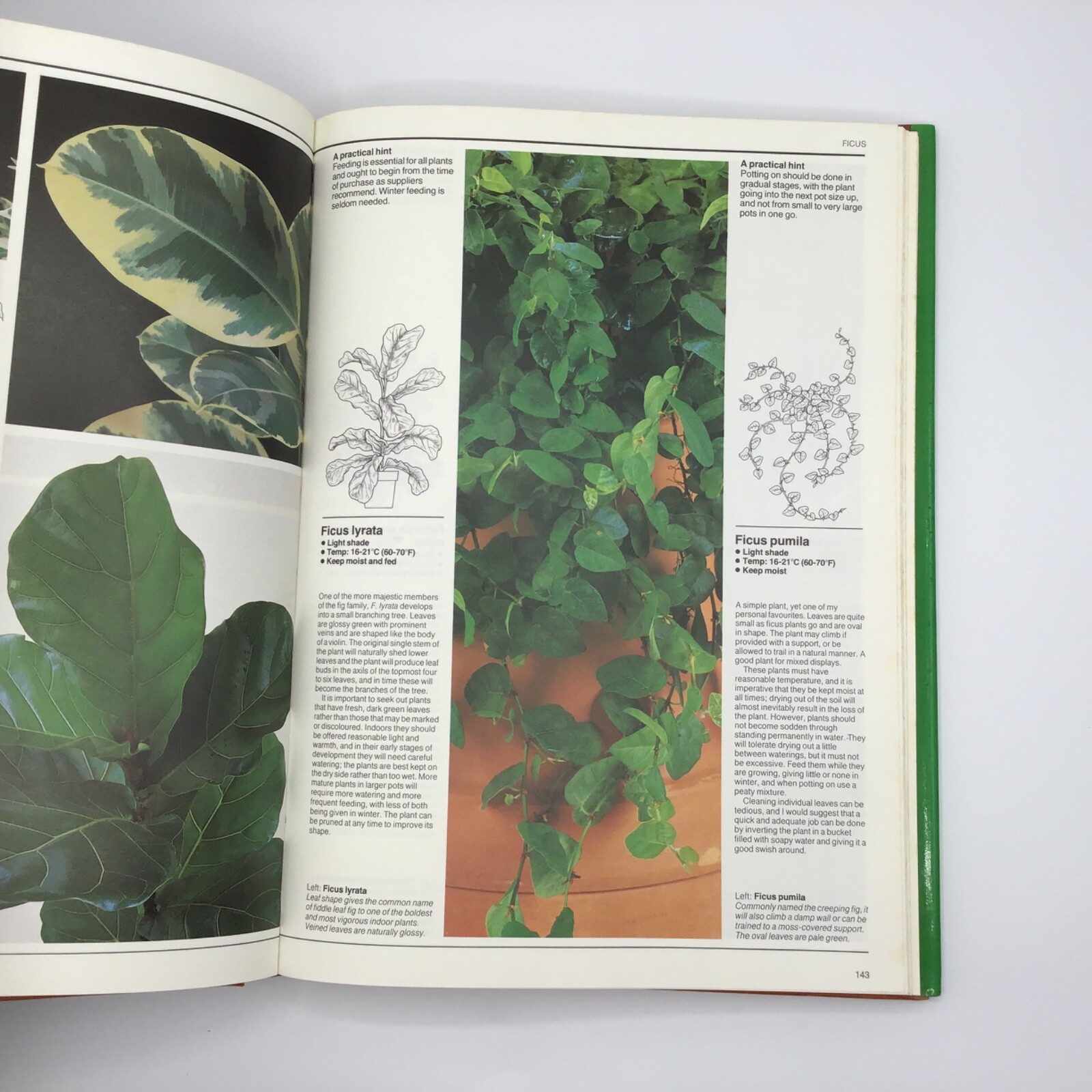 VTG House Plants The Illustrated Encyclopedia Hardcover Book by W. Davidson 1984