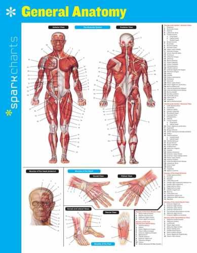 General Anatomy SparkCharts – Pamphlet, by SparkNotes – Very Good