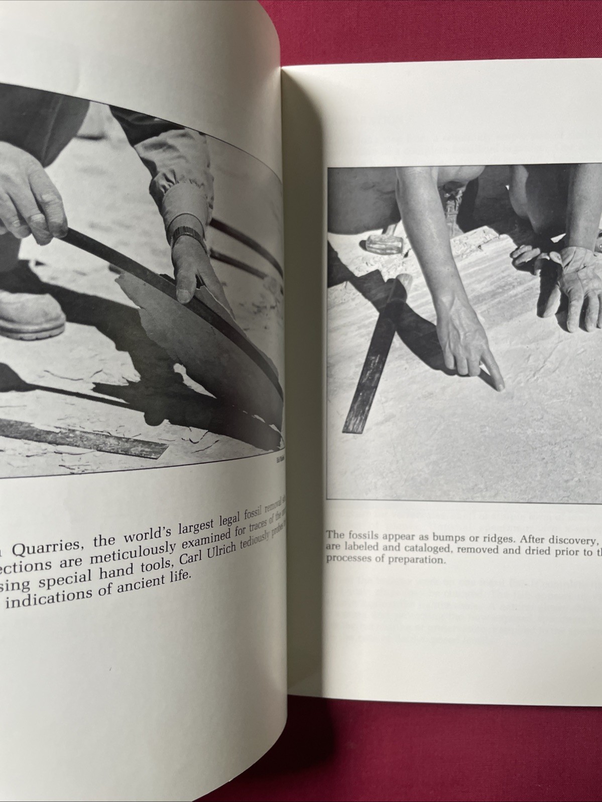 Stone Fish – Fossils from Ulrich Quarries – Wallace Ulrich 1977 Plus 6 Postcards