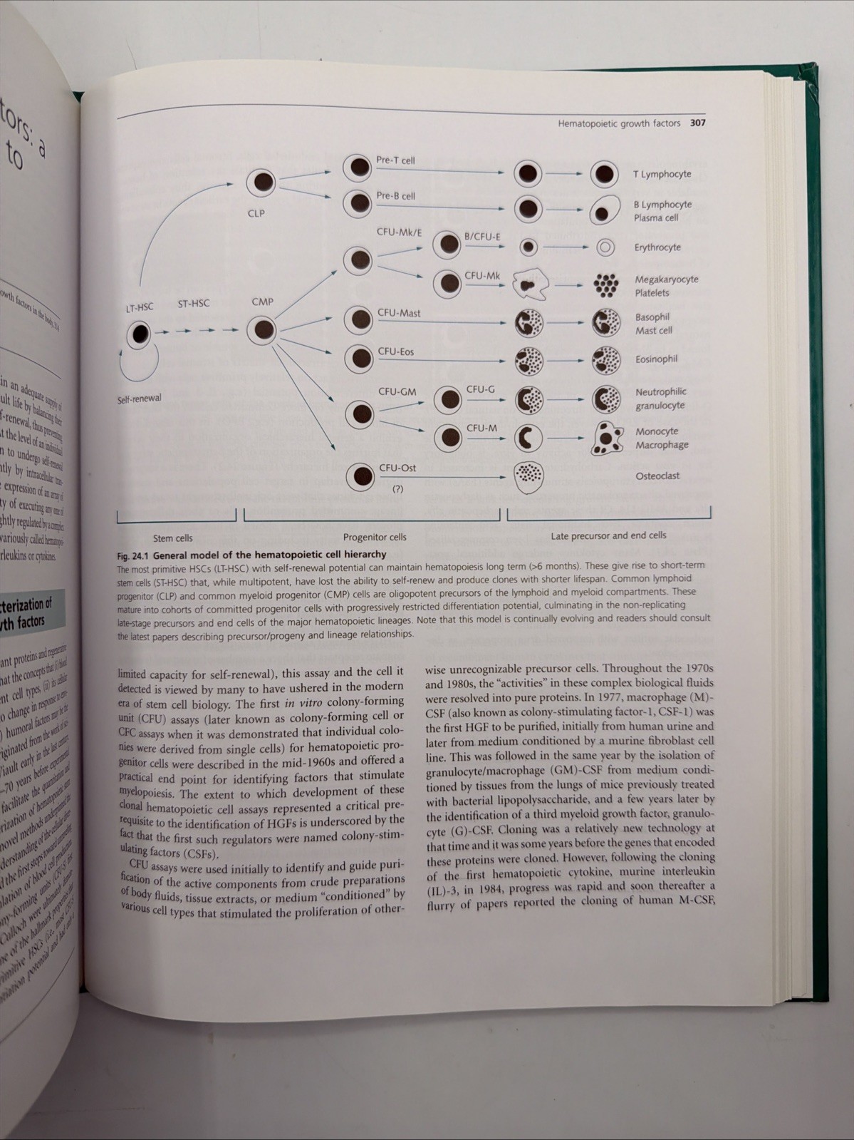 Molecular Hematology by Drew Provan (2010, Hardcover)