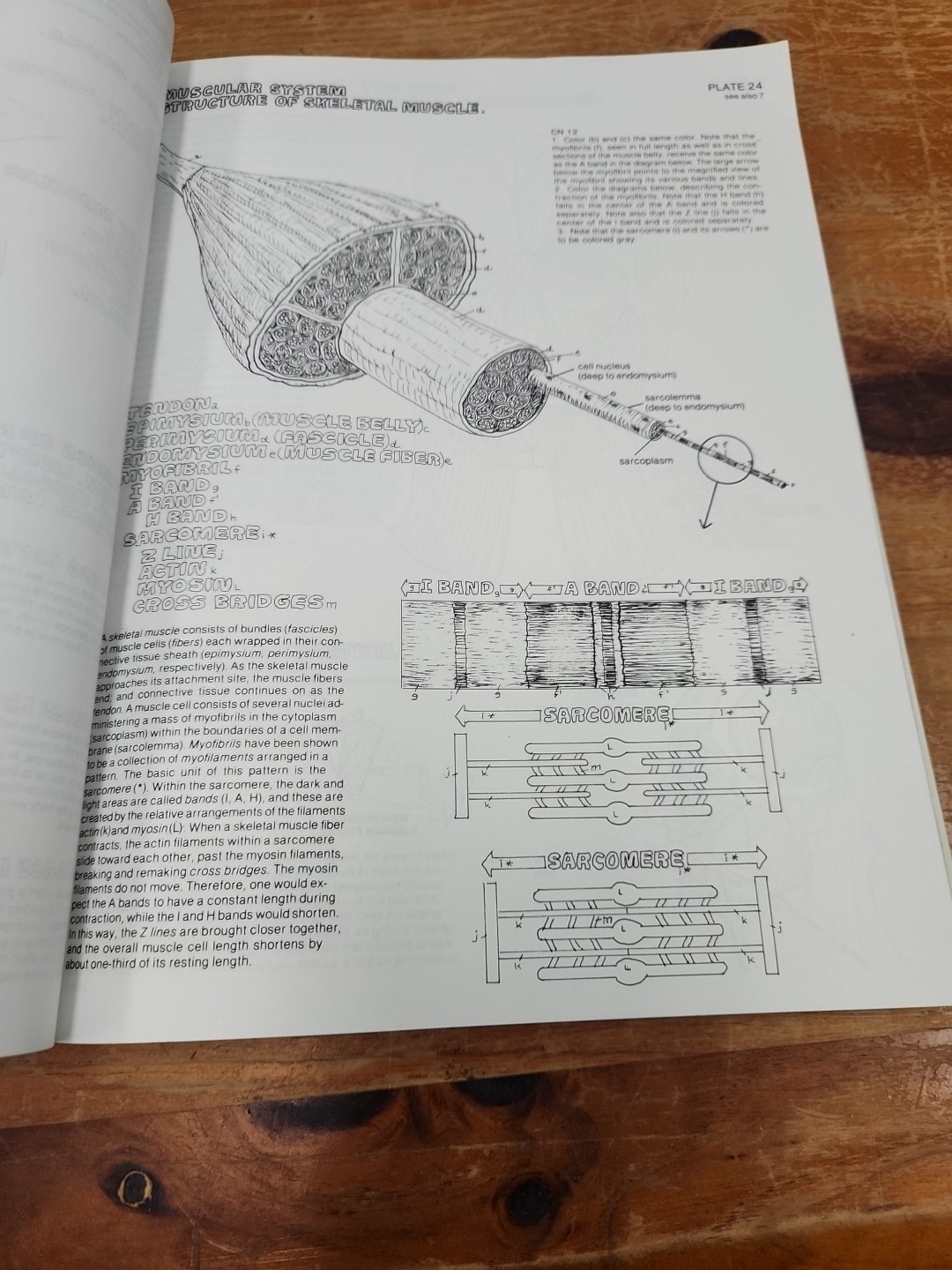 The Anatomy Coloring Book, Kapit, Wynn; Elson, Lawrence