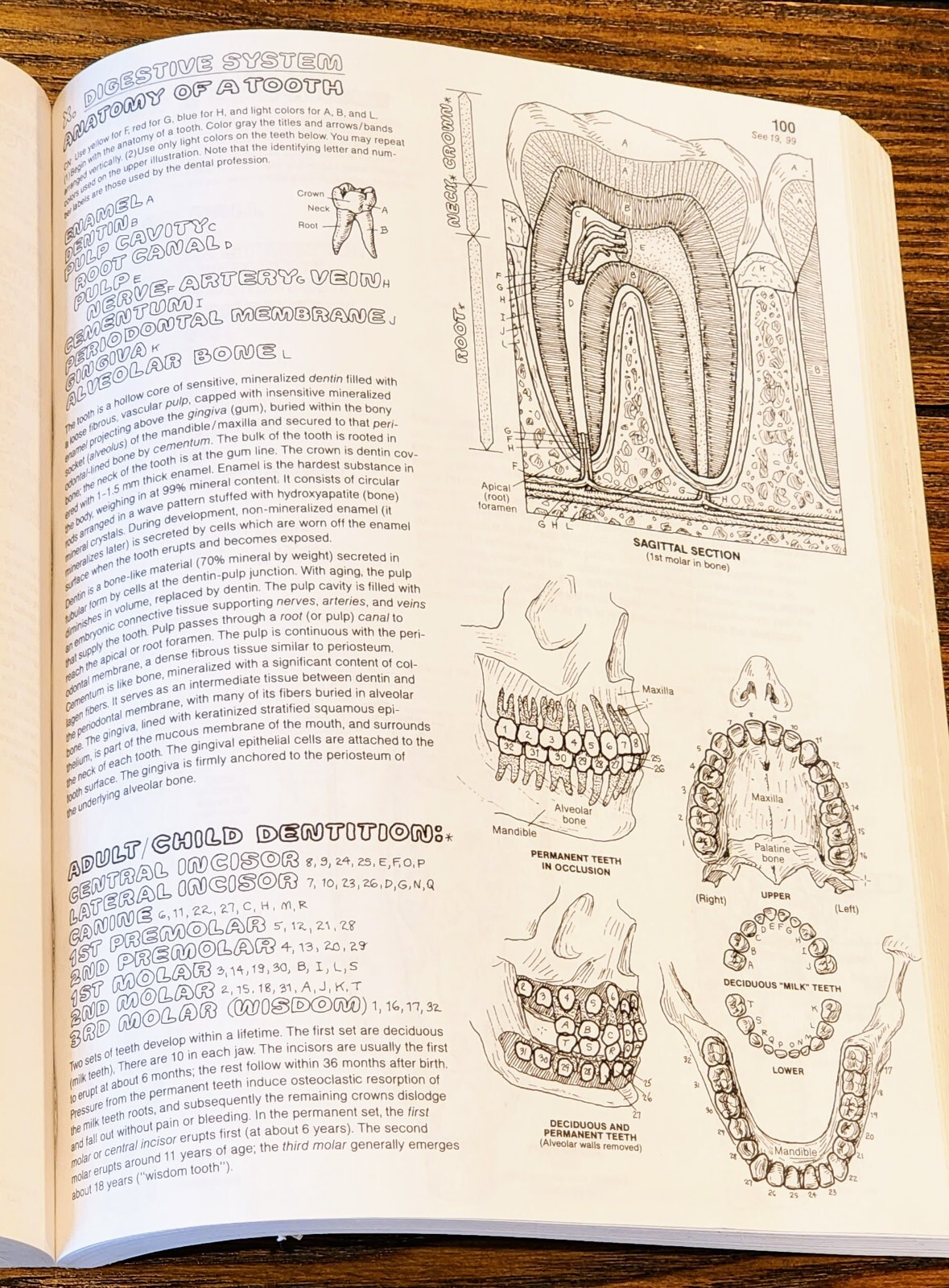 The Anatomy: Coloring Book by Lawrence M. Elson and Wynn Kapit, Second Edition
