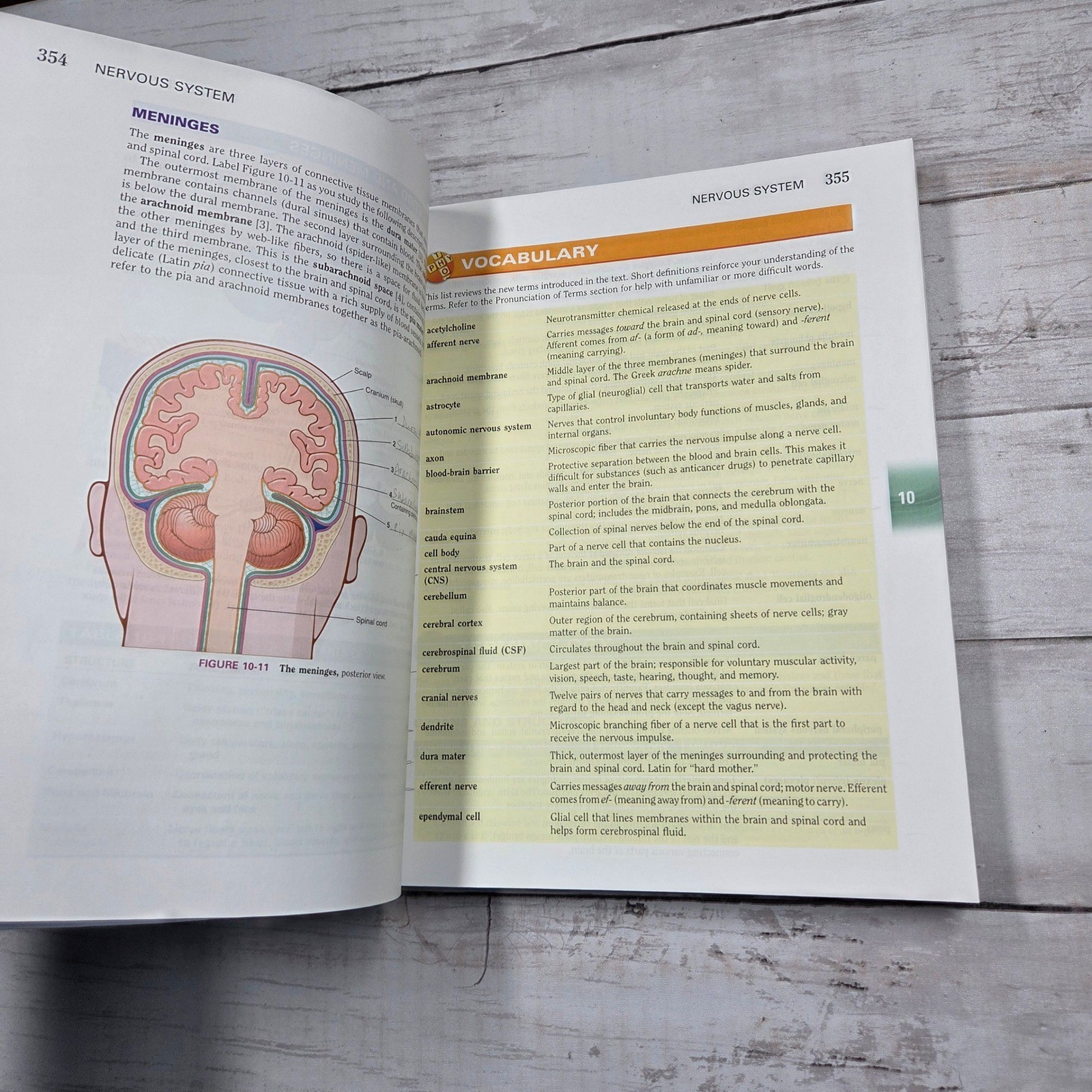 The Language of Medicine 11th Edition Davi-Ellen Chabner Medical Textbook 2017