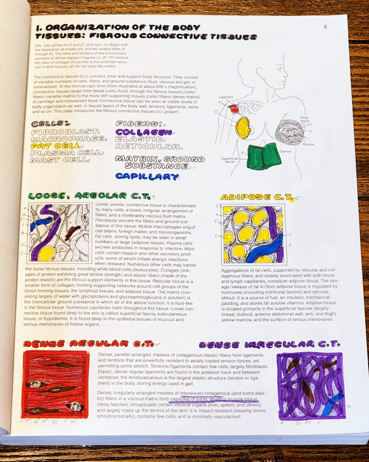 The Anatomy: Coloring Book by Lawrence M. Elson and Wynn Kapit, Second Edition