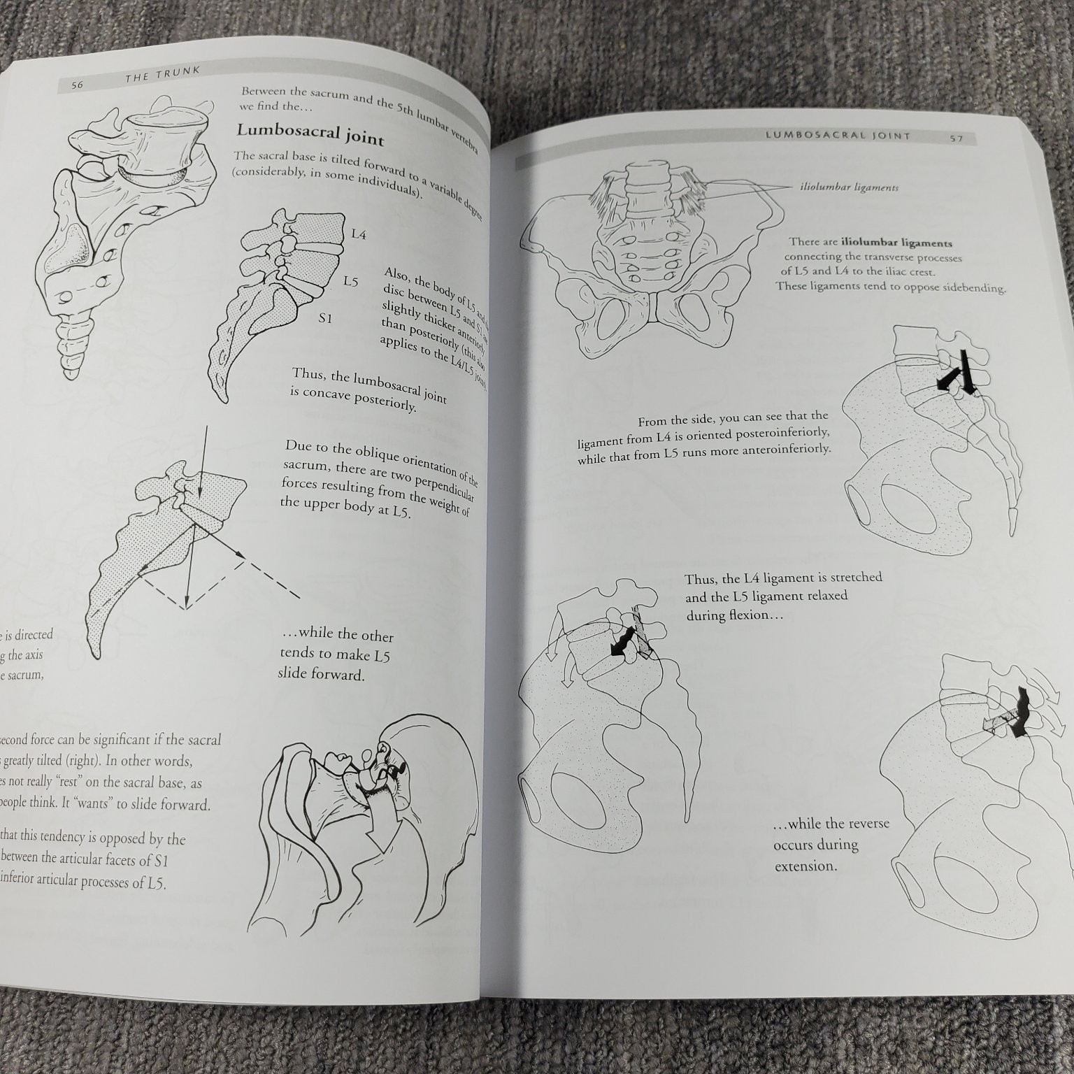 Anatomy of Movement Blandine Calais-Germain 2014 Illustrated Trade Paperback