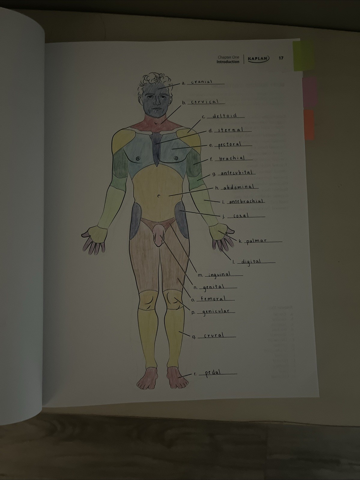 Kaplan Anatomy Coloring Book