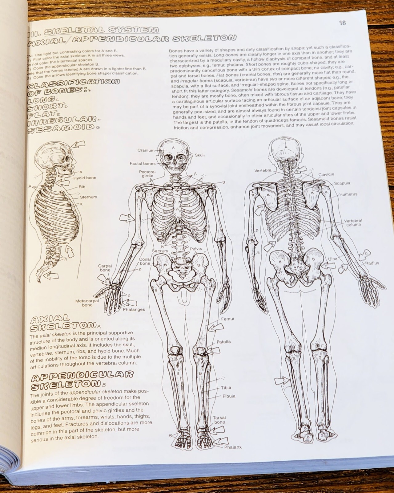 The Anatomy: Coloring Book by Lawrence M. Elson and Wynn Kapit, Second Edition