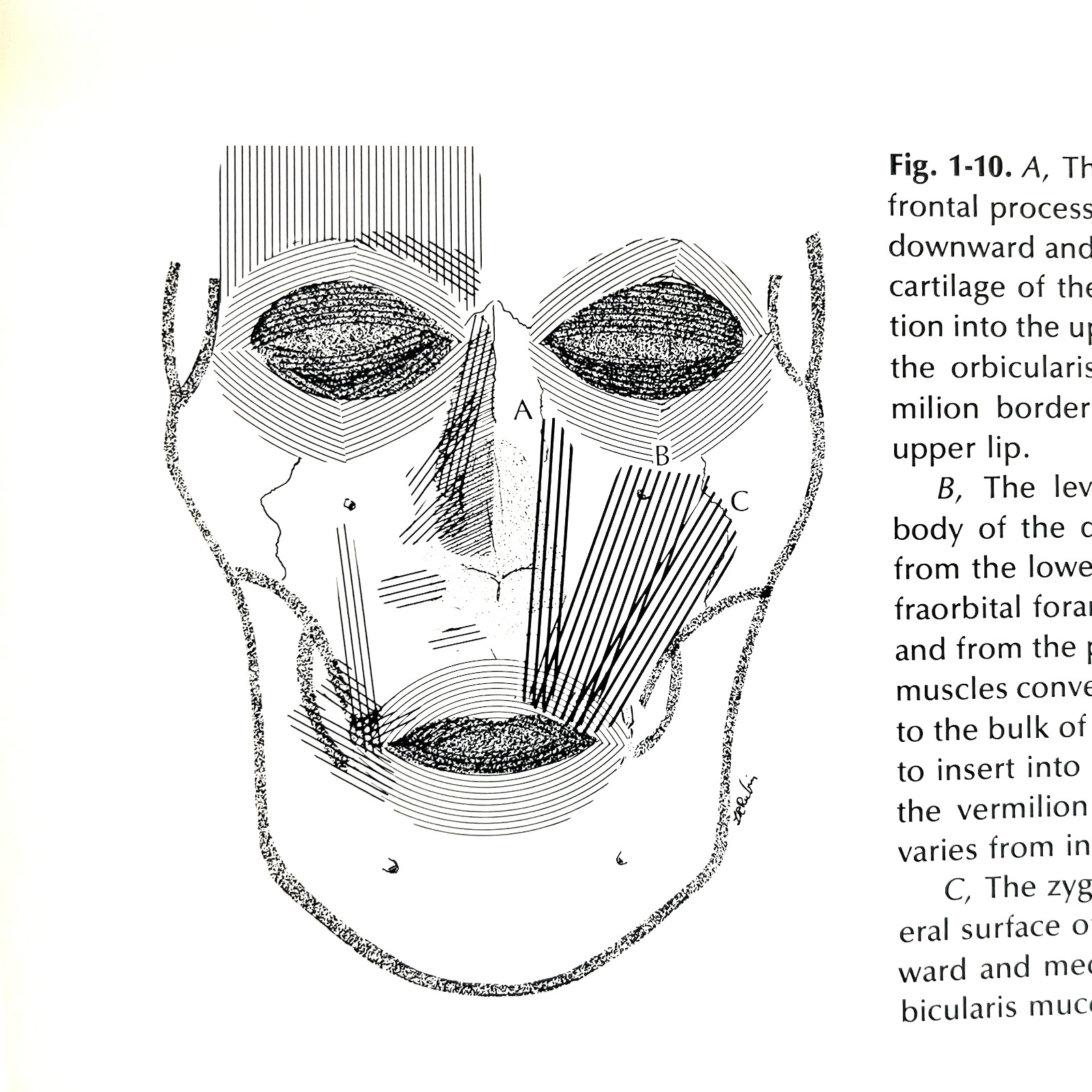 Vintage Reanimation of The Paralyzed Face Book Hardcover Leonard R. Rubin 1977