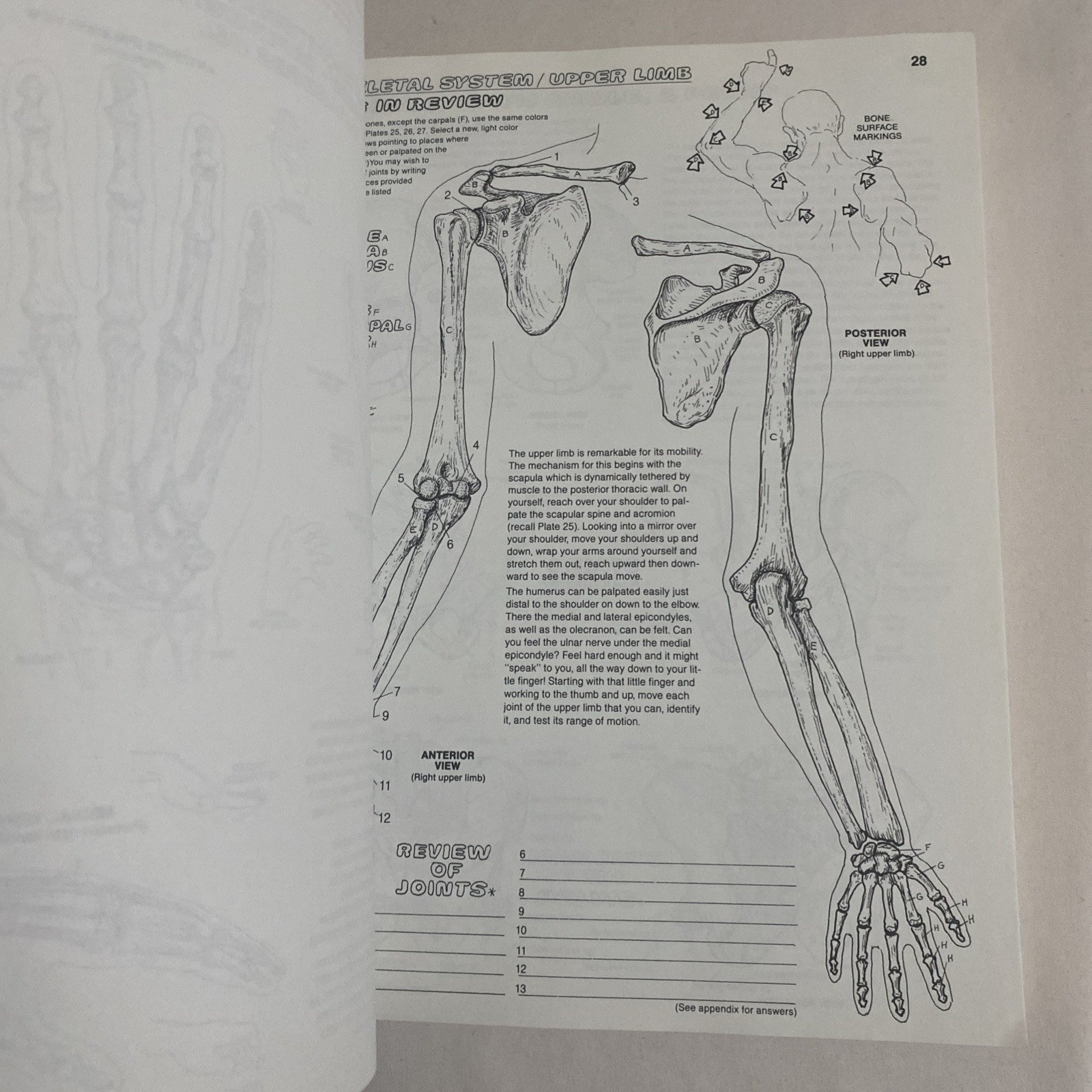 The Anatomy Coloring Book By Wynn Kapit & Lawrence M. Elson 2nd Edition