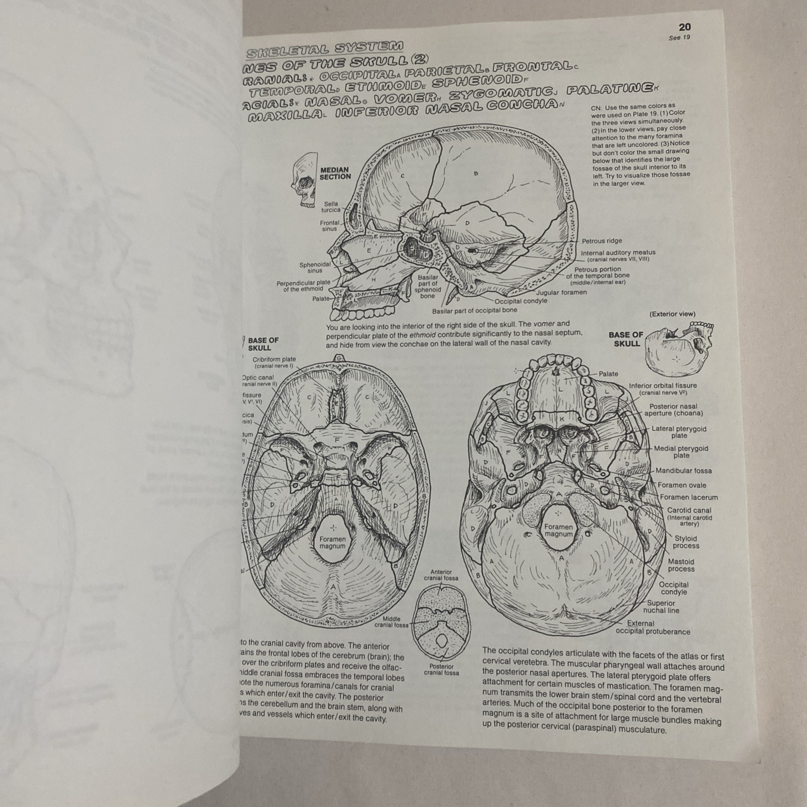 The Anatomy Coloring Book By Wynn Kapit & Lawrence M. Elson 2nd Edition