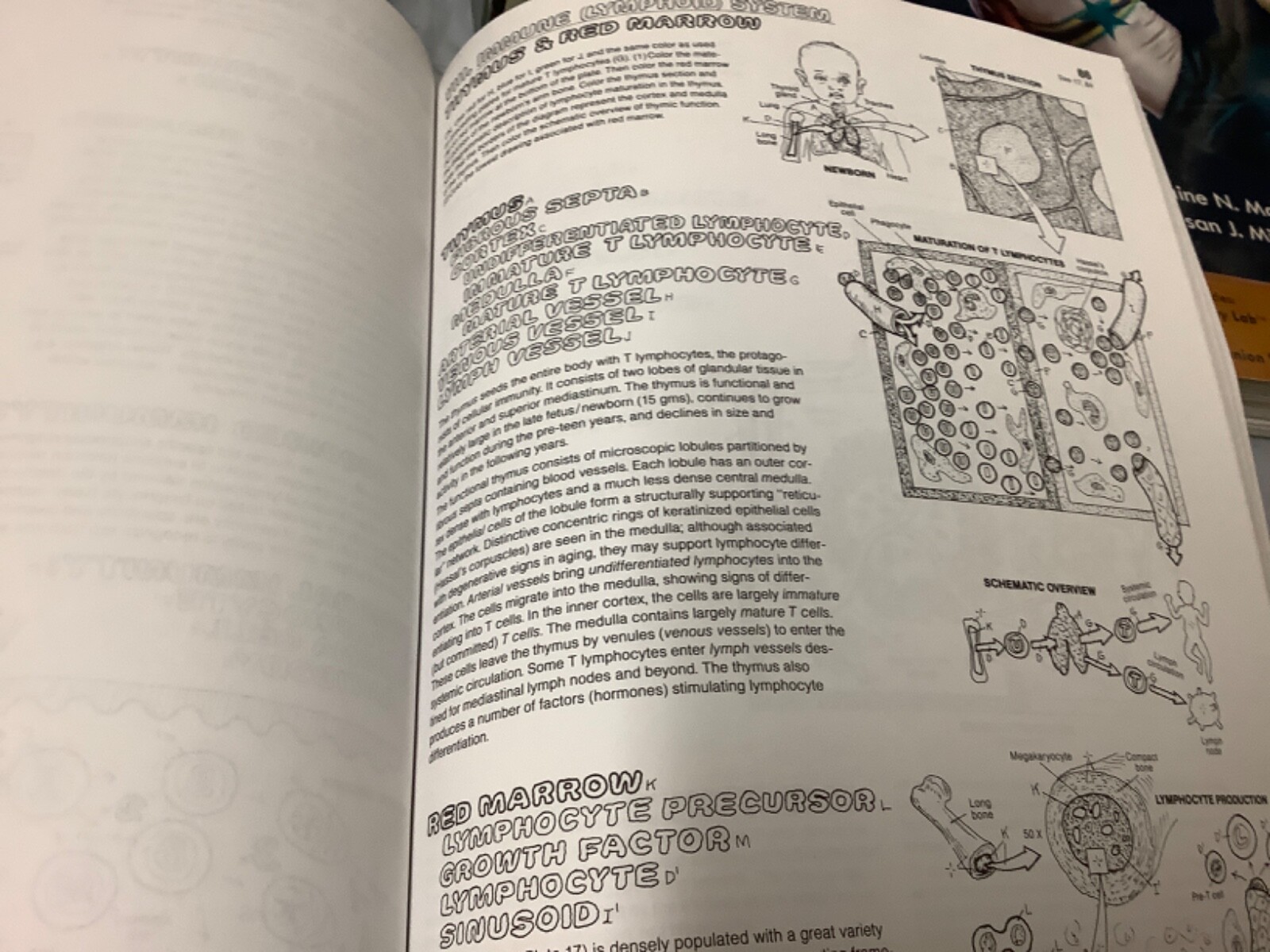 The Anatomy Coloring Book Kapit Elton 2 edition