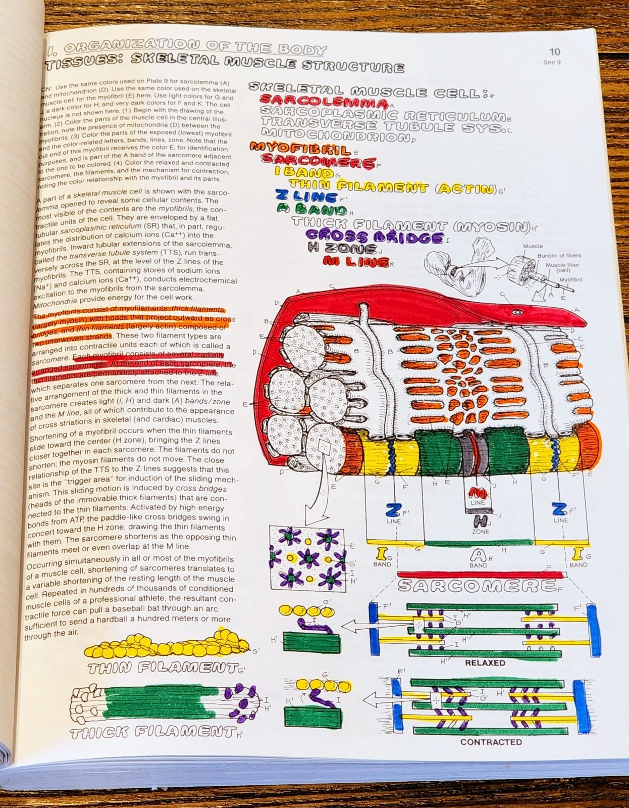 The Anatomy: Coloring Book by Lawrence M. Elson and Wynn Kapit, Second Edition