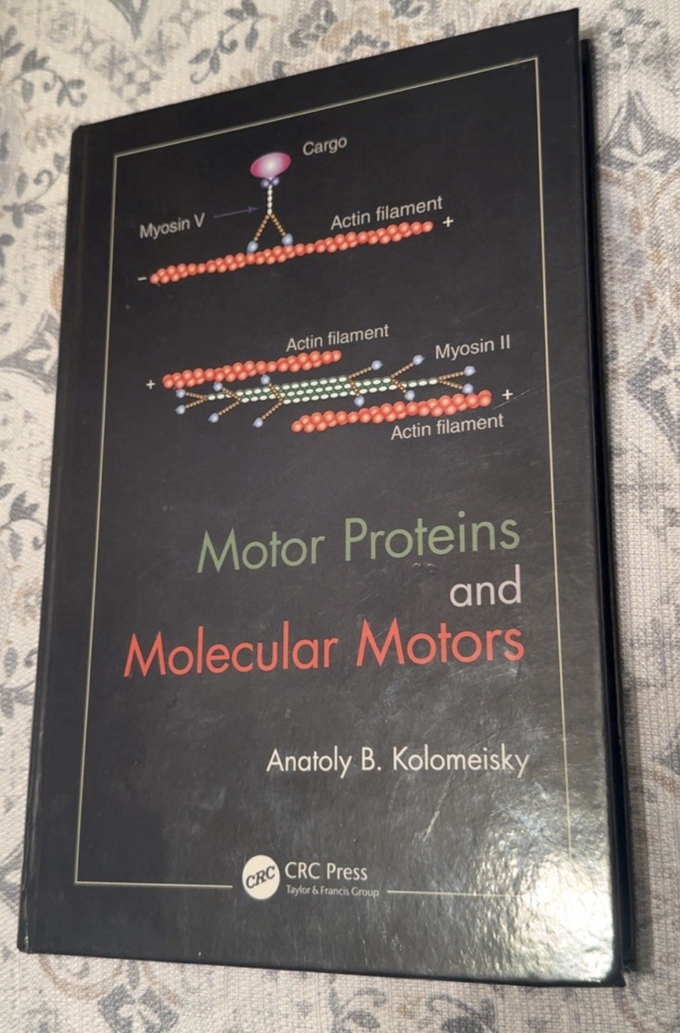 Motor Proteins and Molecular Motors by Anatoly B. Kolomeisky Hardback Book