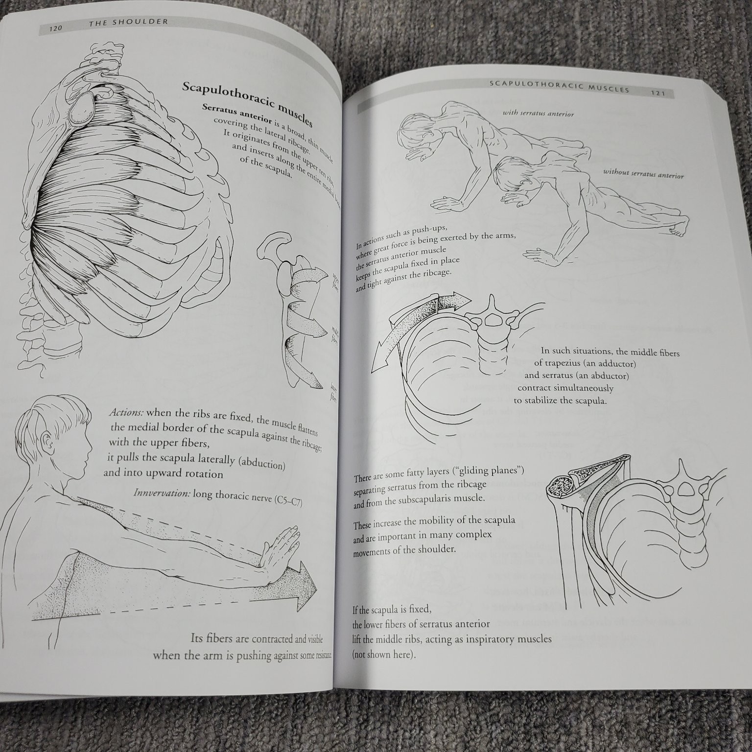 Anatomy of Movement Blandine Calais-Germain 2014 Illustrated Trade Paperback