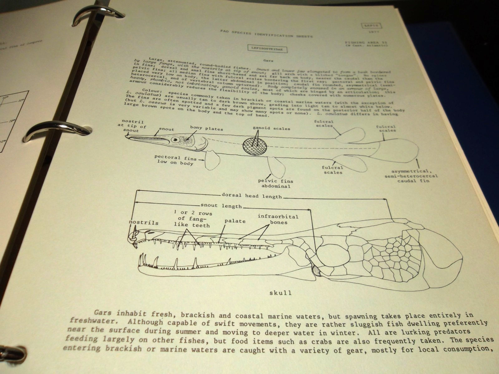 Western Central Atlantic Fishing Area 31- VOLUME 3: Bony Fishes/Holocentridae to