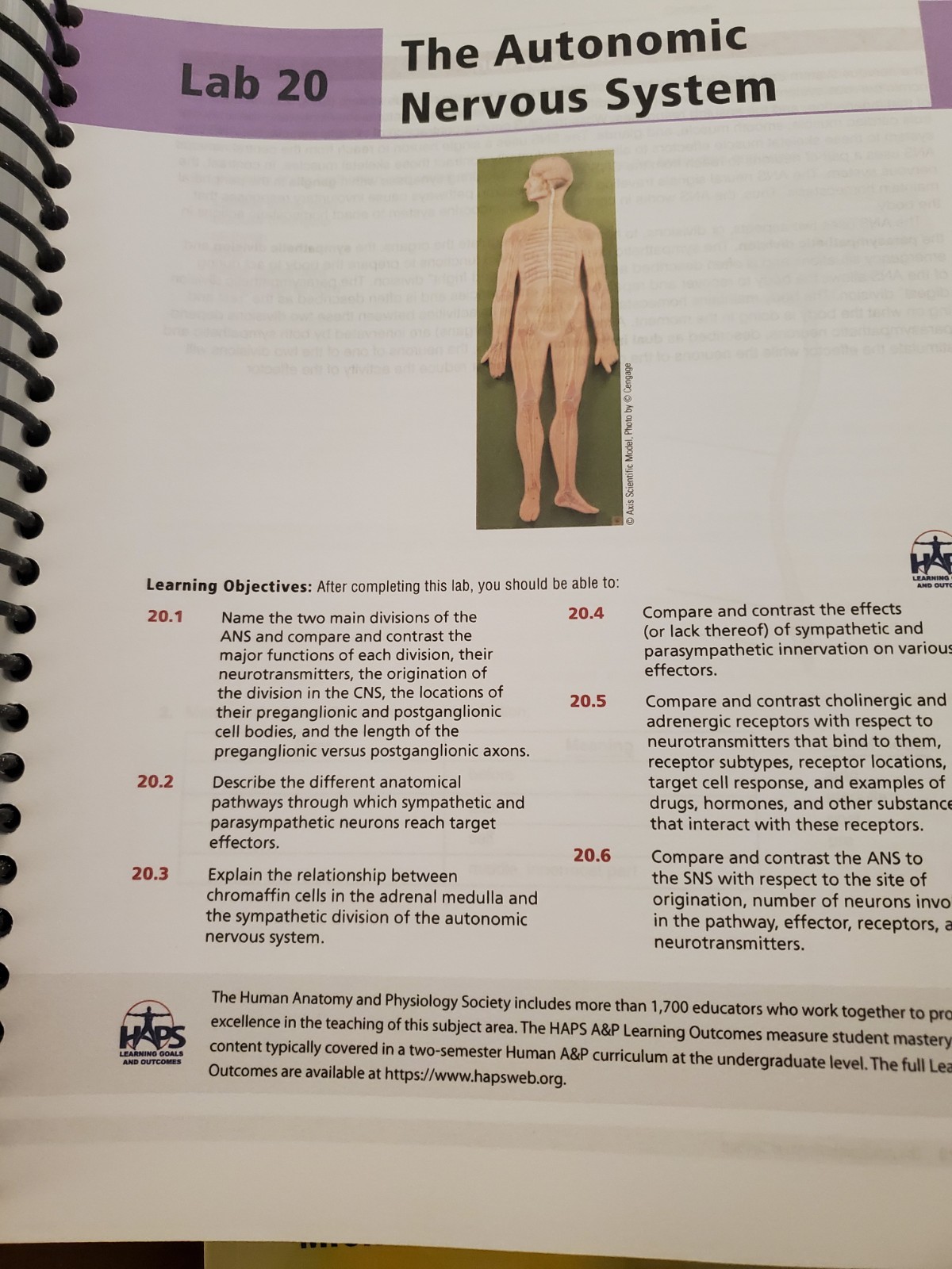Anatomy & Physiology Lab Manual by Elizabeth Co (English) Spiral Book