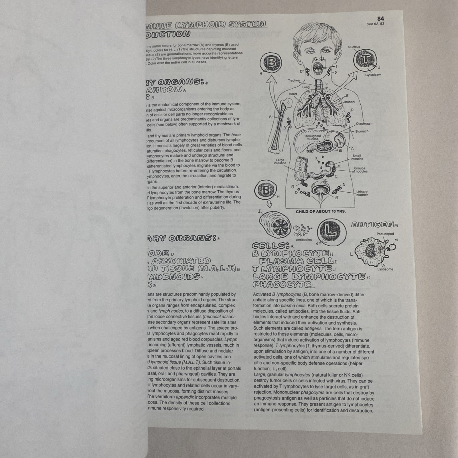 The Anatomy Coloring Book By Wynn Kapit & Lawrence M. Elson 2nd Edition