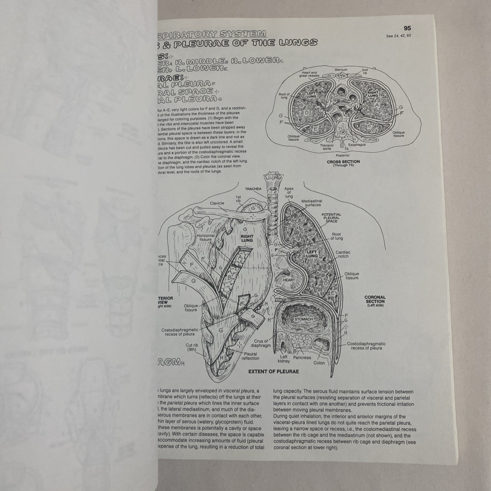 The Anatomy Coloring Book By Wynn Kapit & Lawrence M. Elson 2nd Edition