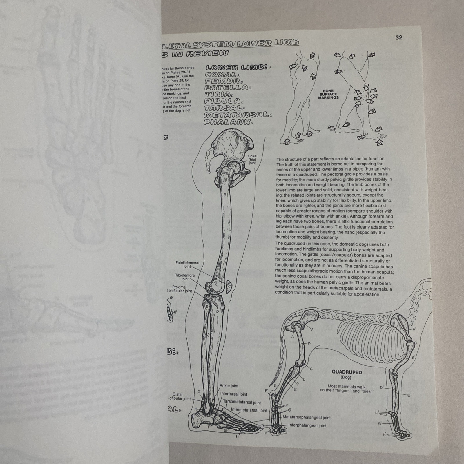 The Anatomy Coloring Book By Wynn Kapit & Lawrence M. Elson 2nd Edition