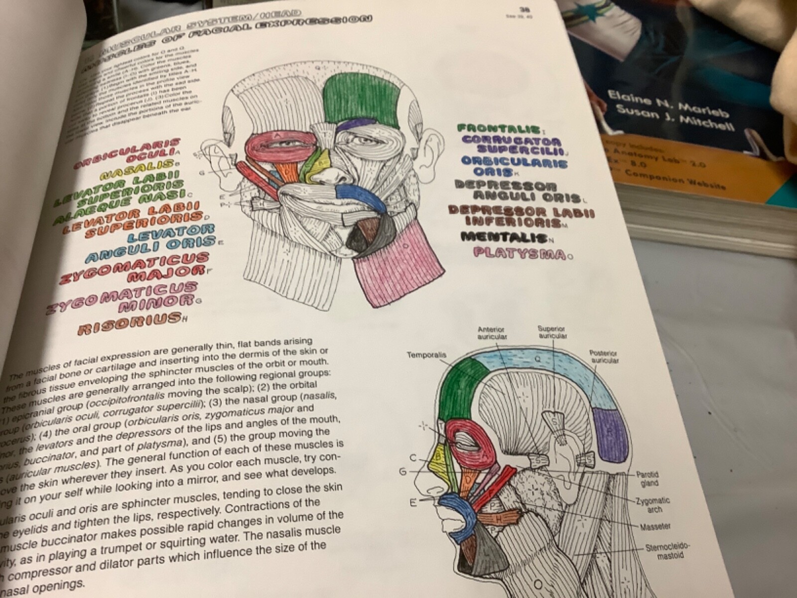 The Anatomy Coloring Book Kapit Elton 2 edition
