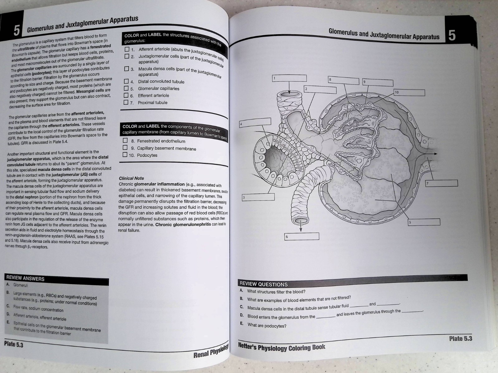 Netter’s Physiology Coloring Book by -S. Mulroney/A. Myers, Large Paperback 2022