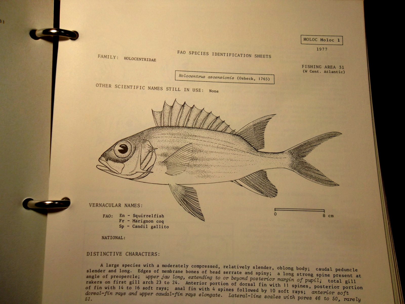 Western Central Atlantic Fishing Area 31- VOLUME 3: Bony Fishes/Holocentridae to