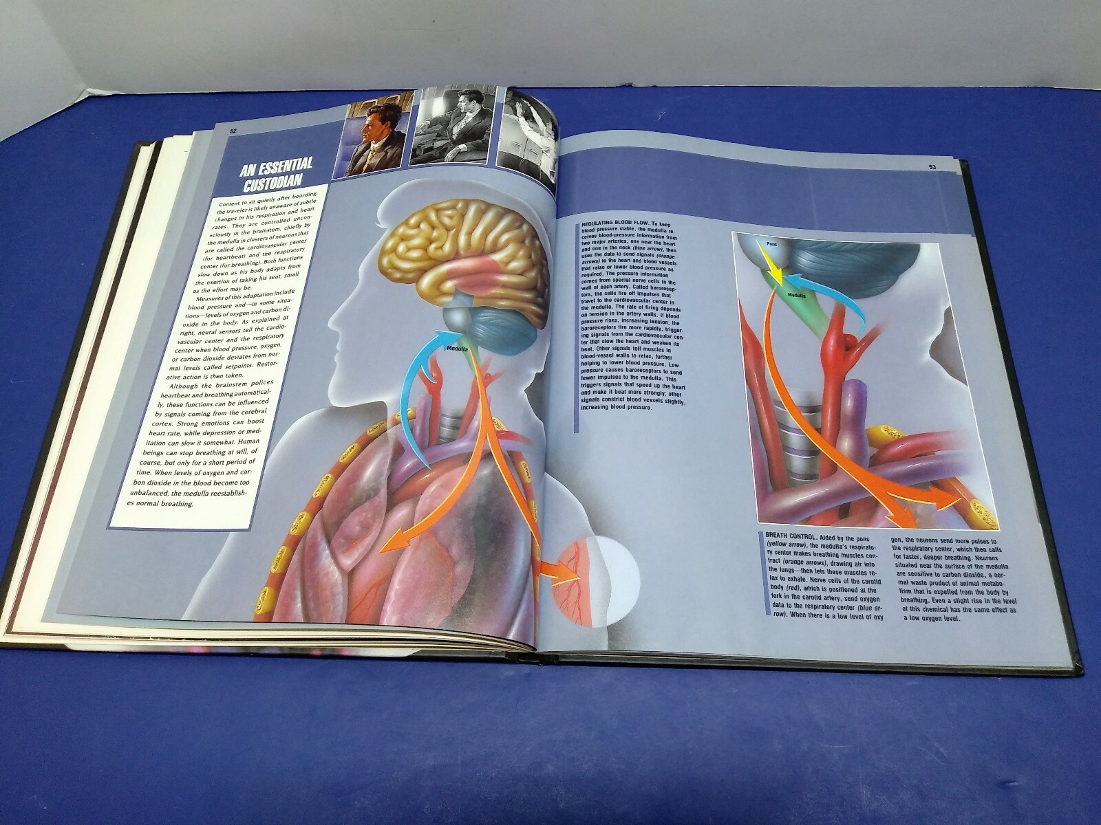 Mind and Brain (Journey Through the Mind and Body) – Free Shipping!