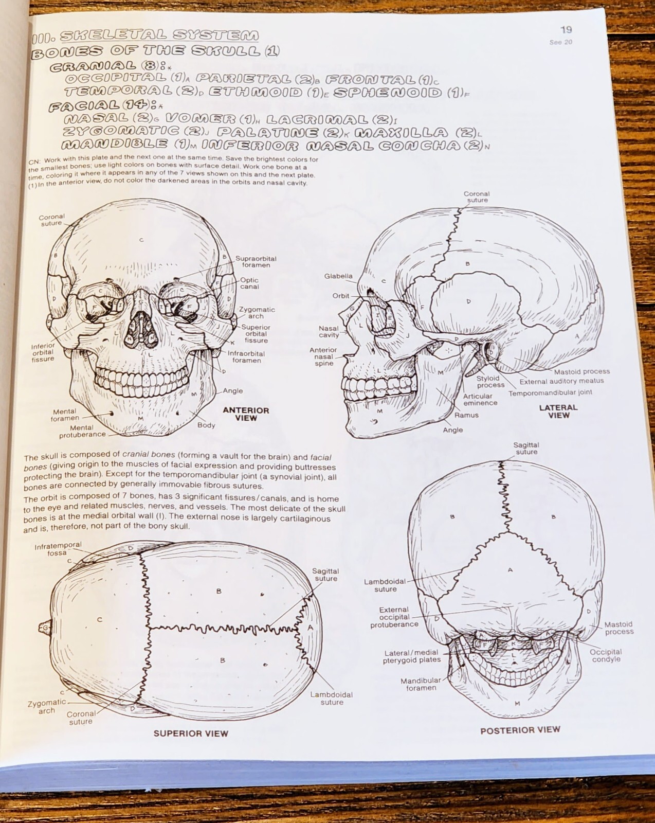 The Anatomy: Coloring Book by Lawrence M. Elson and Wynn Kapit, Second Edition
