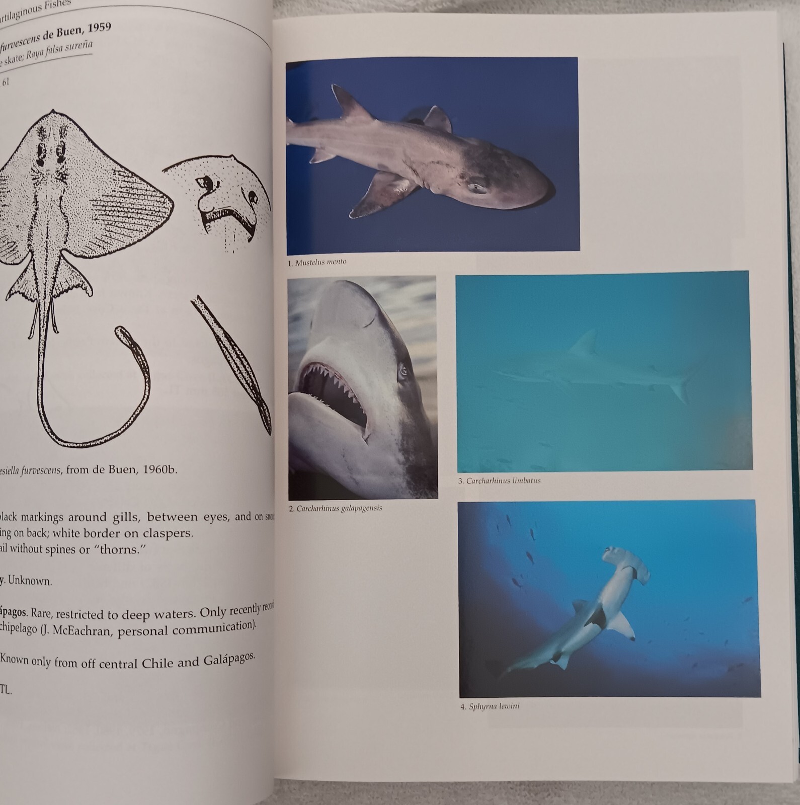 Fishes of the Galápagos Islands • Grove & Lavenberg • 1997 • Stanford HC/DJ