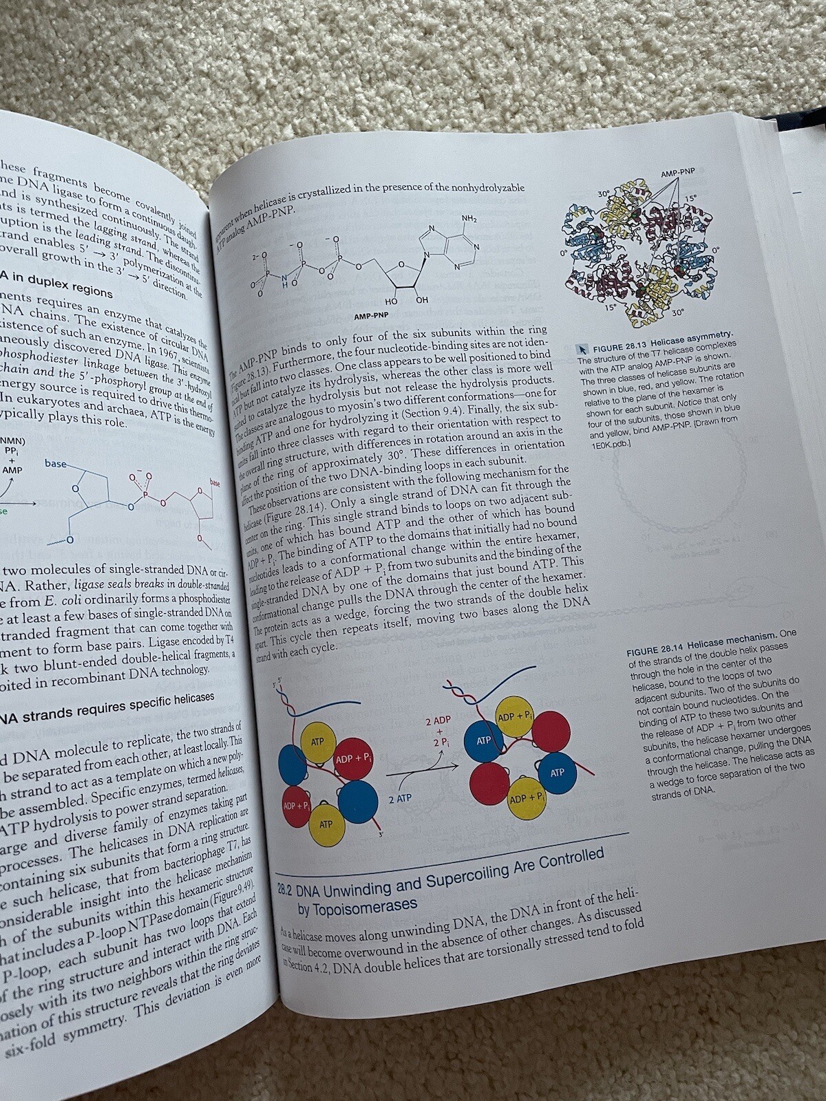Biochemistry by John L. Tymoczko, Jeremy M. Berg and Lubert Stryer (2010,…