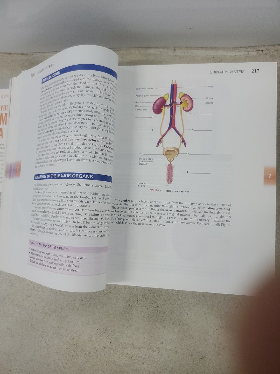 The Language of Medicine by Davi-Ellen Chabner 11th Edition