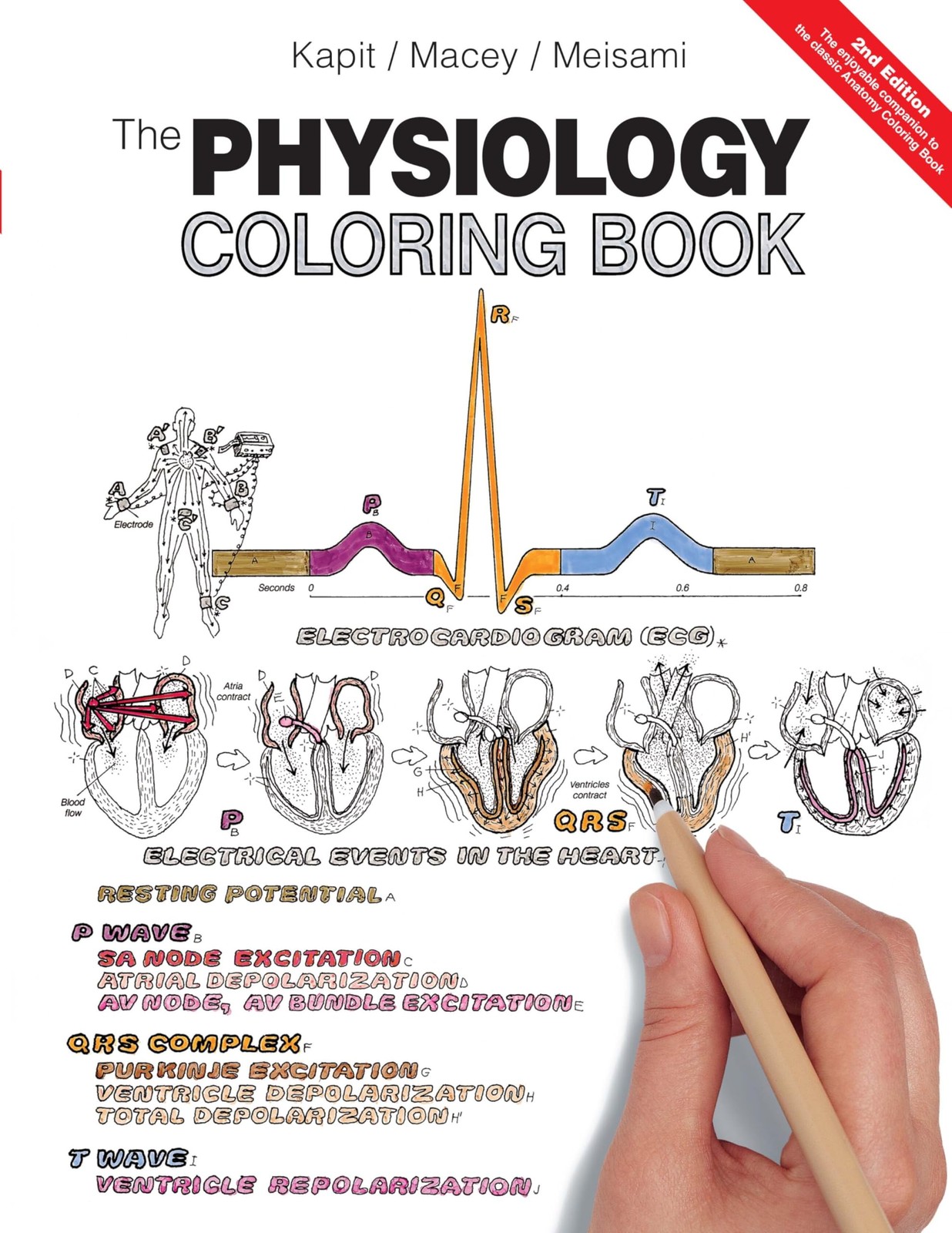 Physiology Coloring Book, The – paperback Kapit, Wynn|Meisami, Esmail|Macey,…