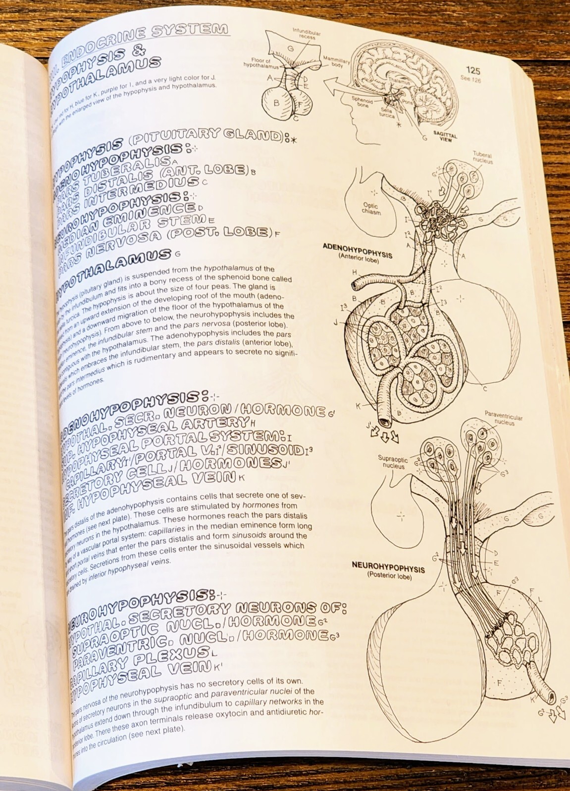 The Anatomy: Coloring Book by Lawrence M. Elson and Wynn Kapit, Second Edition