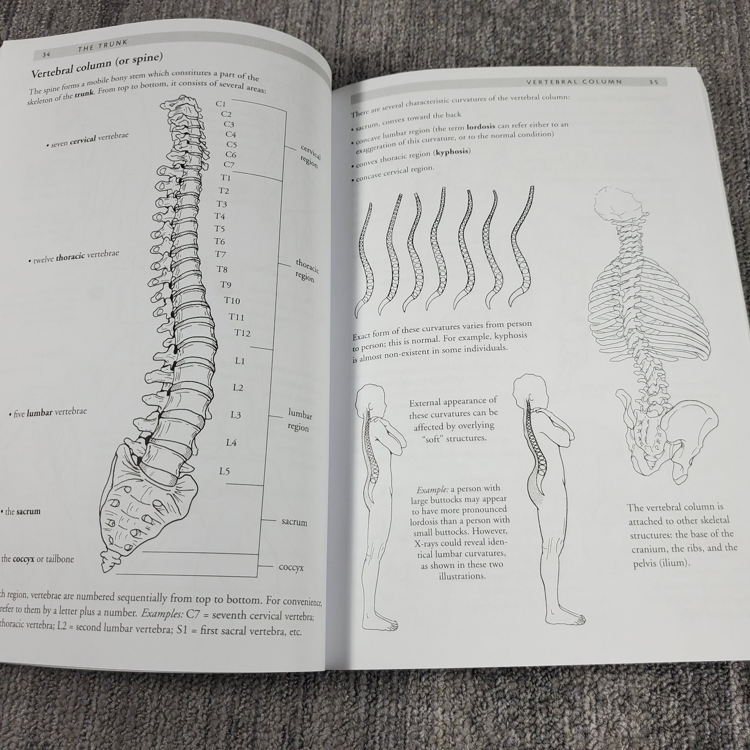 Anatomy of Movement Blandine Calais-Germain 2014 Illustrated Trade Paperback