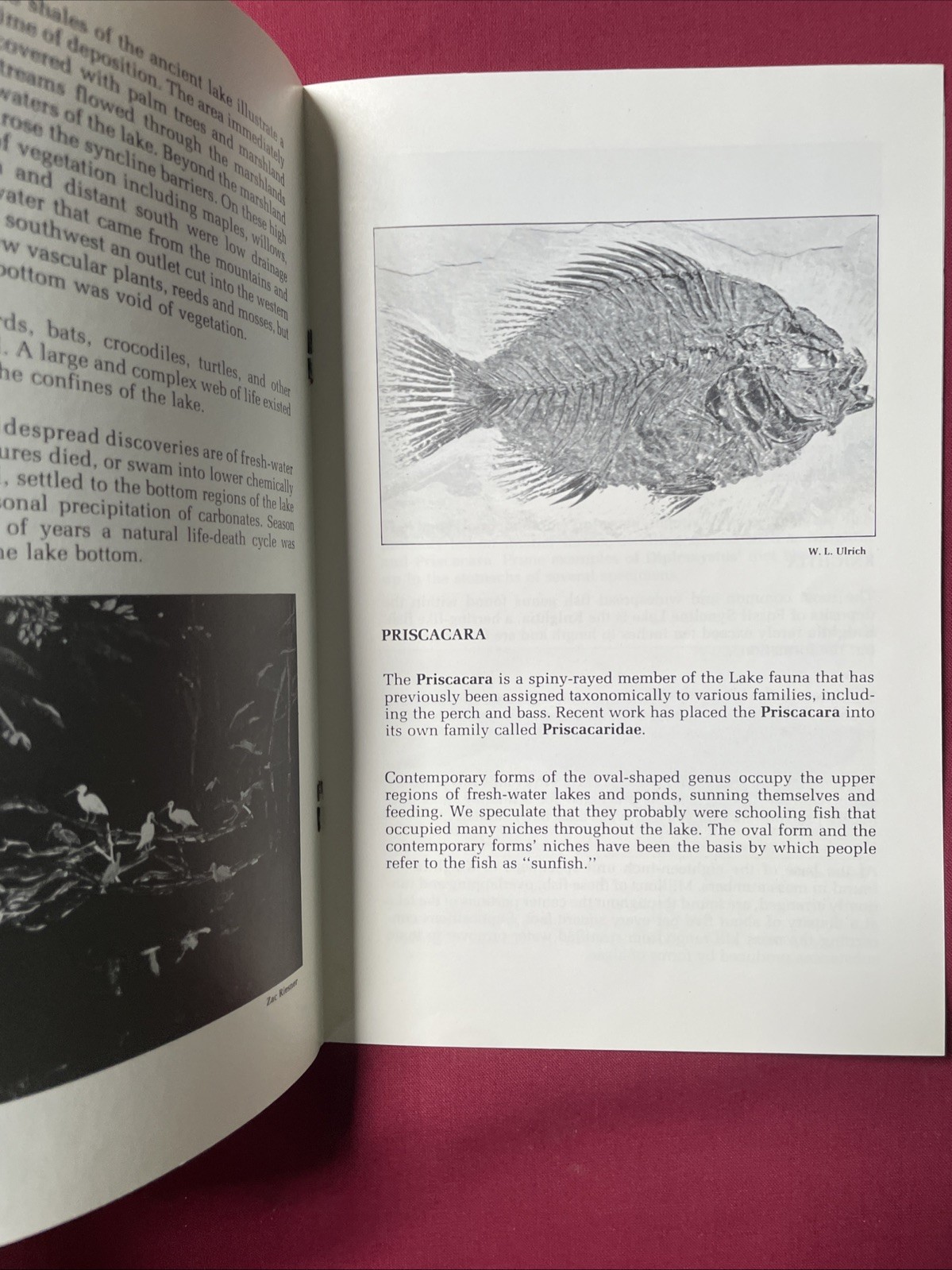 Stone Fish – Fossils from Ulrich Quarries – Wallace Ulrich 1977 Plus 6 Postcards