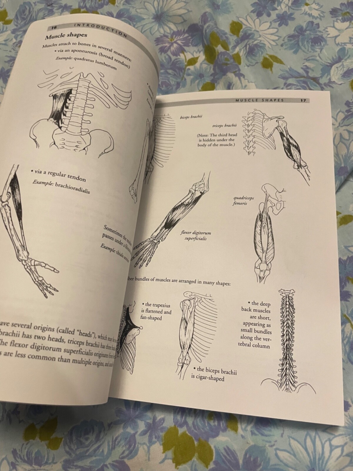 BOOK Anatomy of Movement Blandine Calais-Germain Paperback 1993 Eastland Press