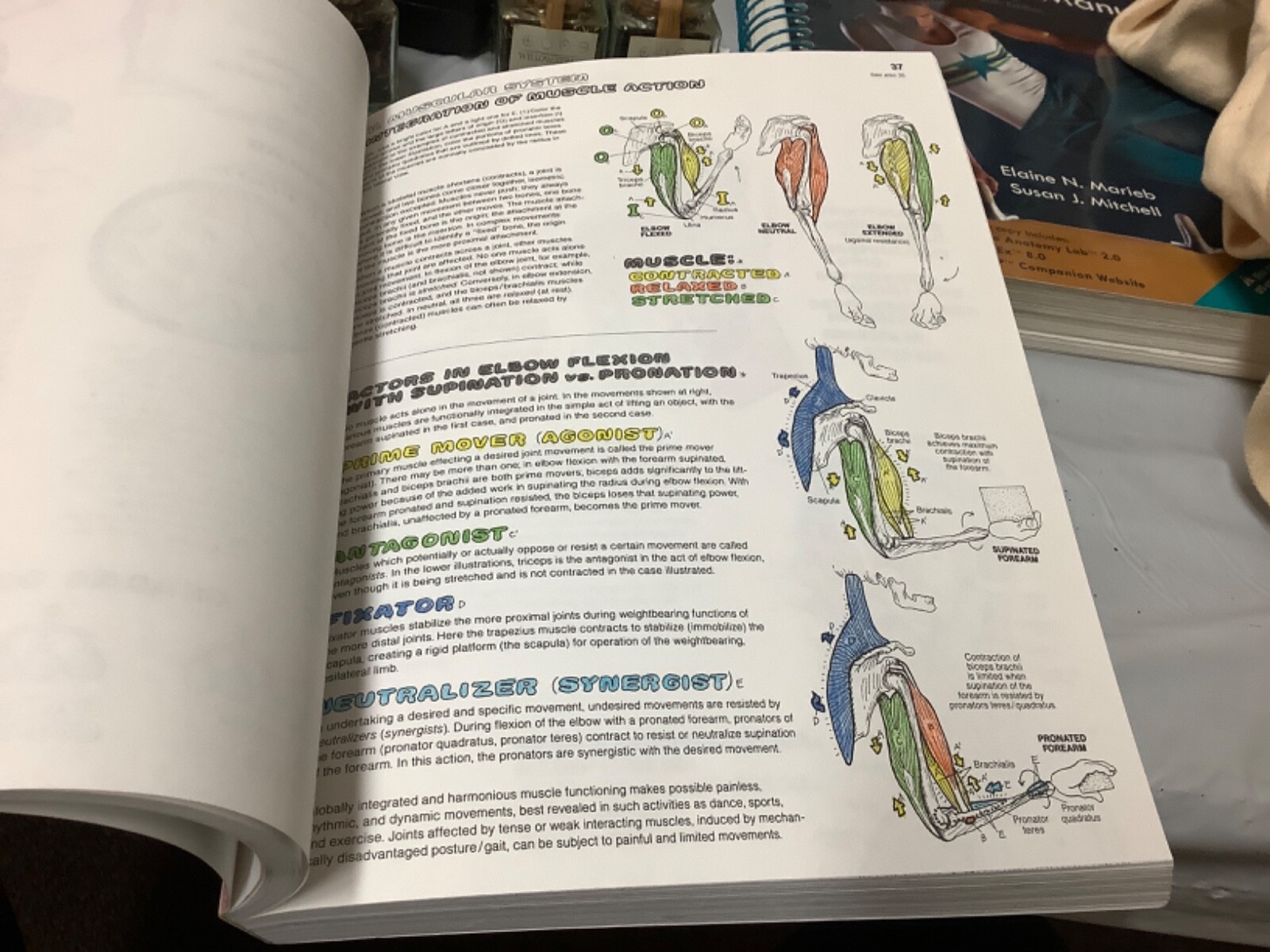 The Anatomy Coloring Book Kapit Elton 2 edition