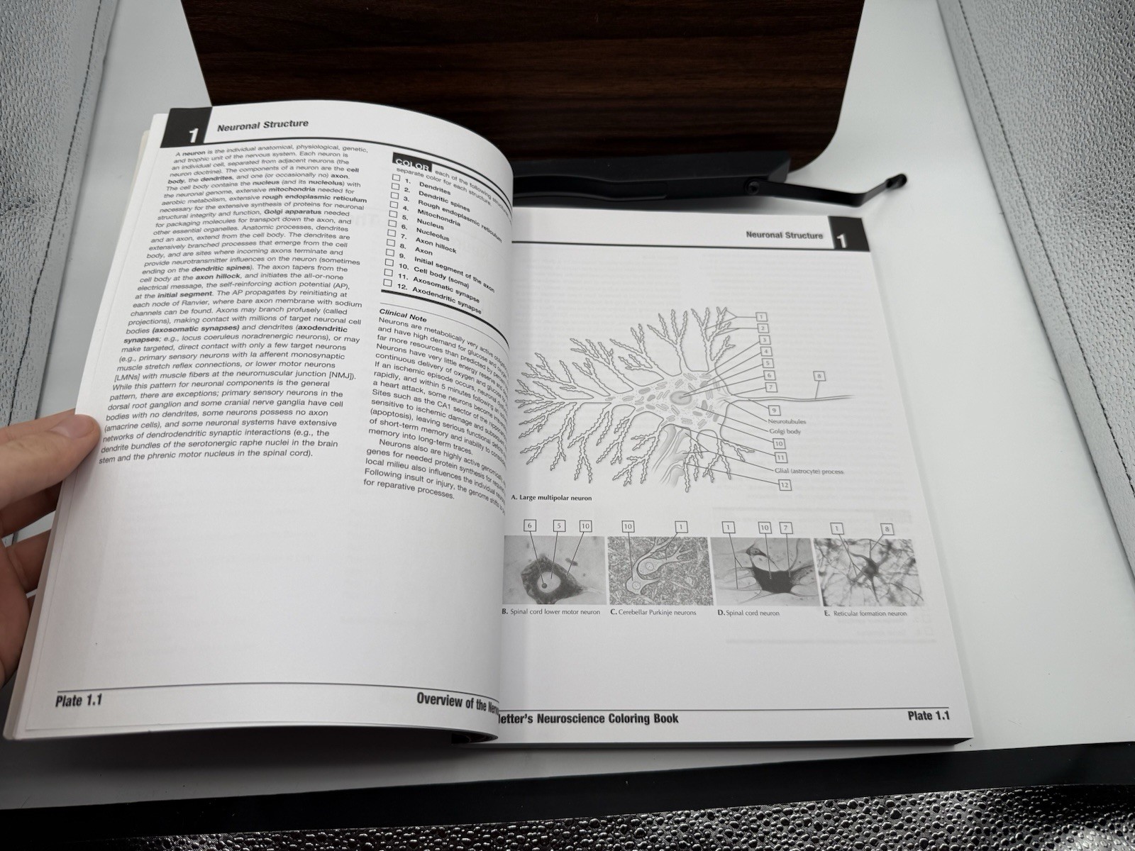 Netter’s Neuroscience Coloring Book (Netter Basic Science) UNUSED SEE DESC