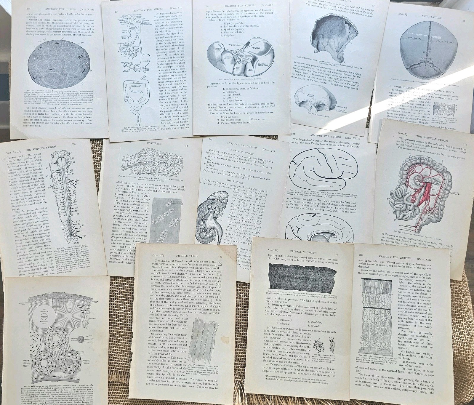 1913 Anatomy Medical Pages Diagrams 14 Pages 6″x8.5″