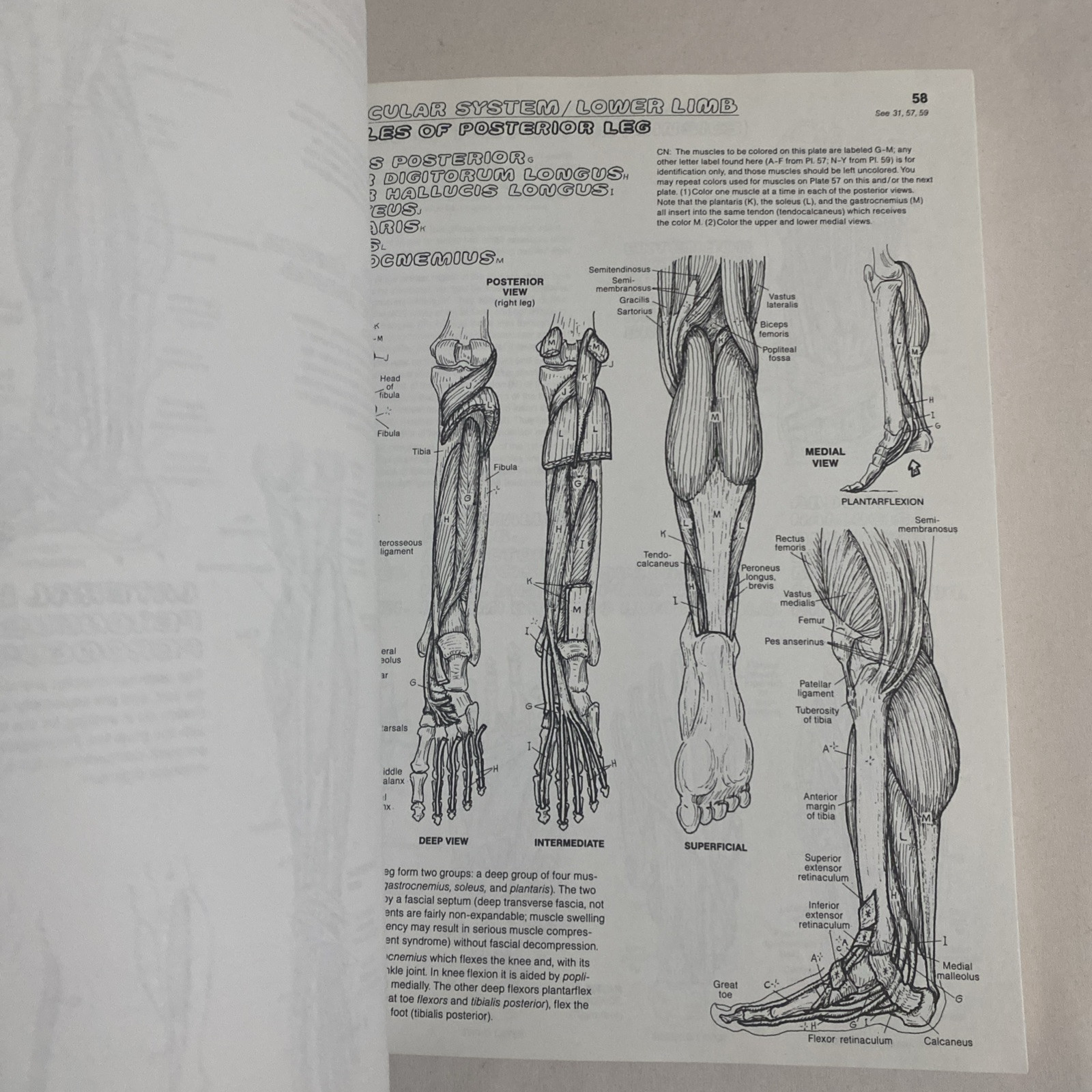 The Anatomy Coloring Book By Wynn Kapit & Lawrence M. Elson 2nd Edition