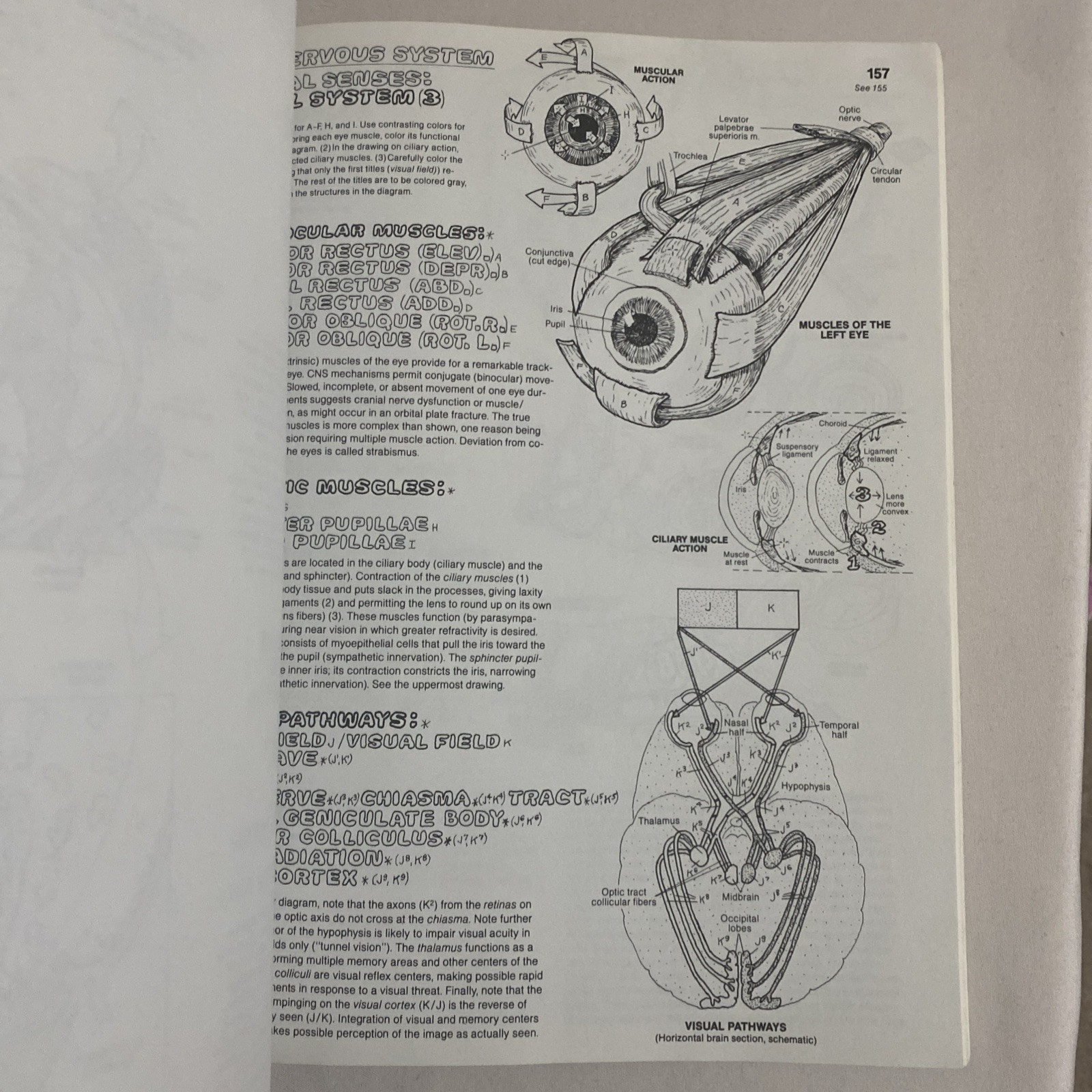 The Anatomy Coloring Book By Wynn Kapit & Lawrence M. Elson 2nd Edition